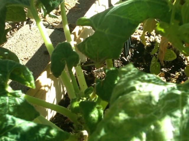 Watch Olivia O'Lovely's leaked NSFW photo on TwXstars