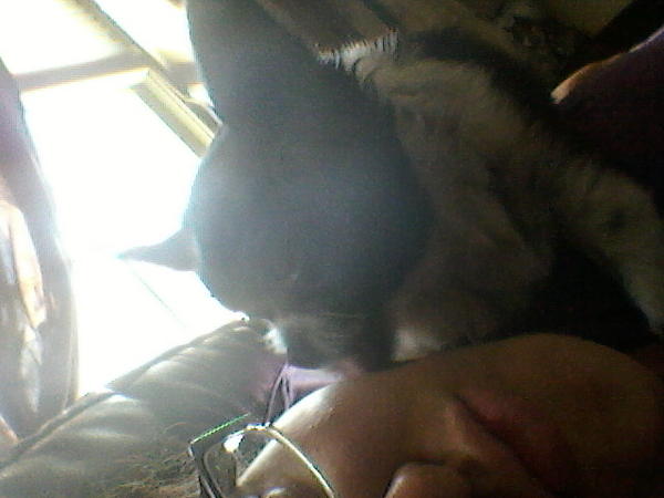 abigvibexo's tweet image. she loves me lol. #sittingonme #attentionneeded