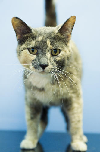 Providence_AC's tweet image. This #FIVcat, Hillary, just found #forever after 186 days #homeless! Never say never; never give up (on them).