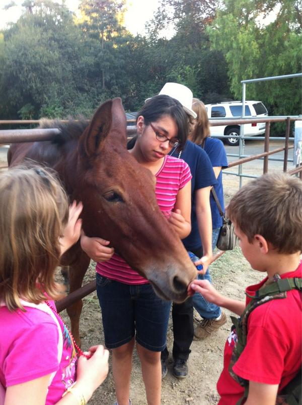 makeitso453's tweet image. Children love the Wild Horse and Burro display at the Americas Great Outdoors exhibit at the LA County Fair