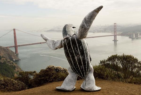 mrleatherback's tweet photo. Who has 2 flippers and is now California's official marine reptile?? This guy!! Thank you people of CA! http://t.co/uRmNZTvg
