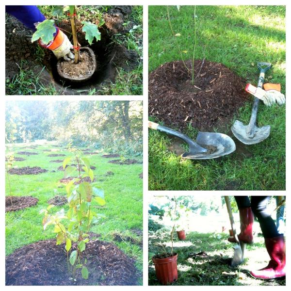 MlleTravelista's tweet image. Yay @FourSeasons! 150 trees planted this morn at Sunnybrook! with @Stephanie_SBE @lfairweather @SoryaIngrid #FSValues