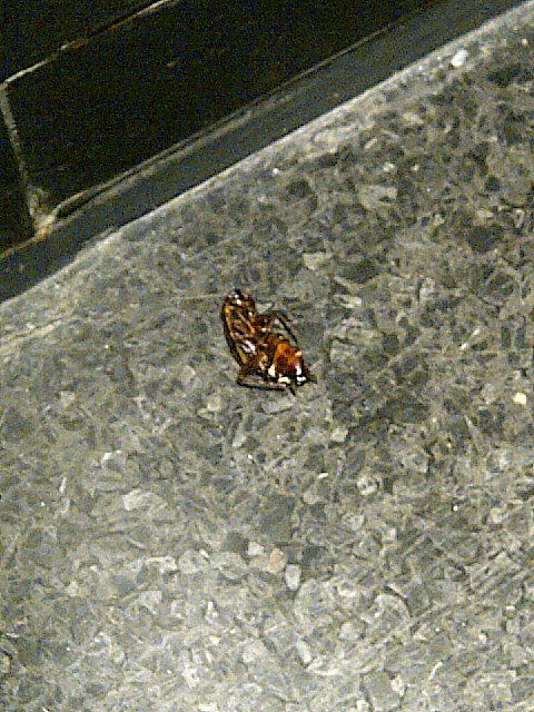 Have a guess which famous dim sum chain this cockroach was in!!