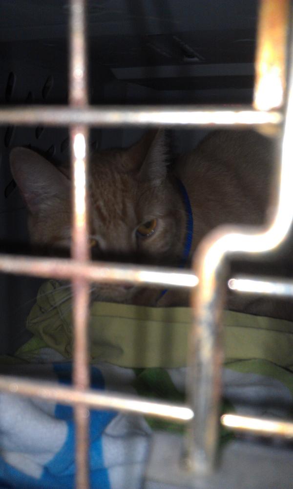 Neuronikki's tweet image. Beatrice hates this so much #poorkitty #crosscountryrelocation #catsincars