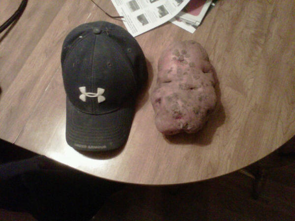 dTibbett's tweet photo. Holy potato batman! http://t.co/T73EtkJu