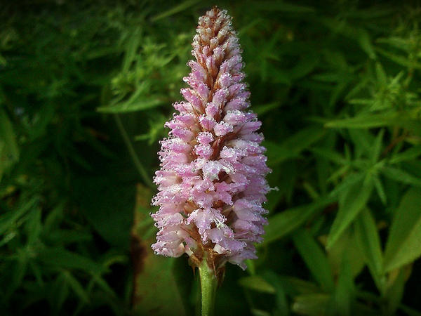 my_winners's tweet photo. Frosty flower via http://t.co/FCVGg9In http://t.co/lCu3lYv3