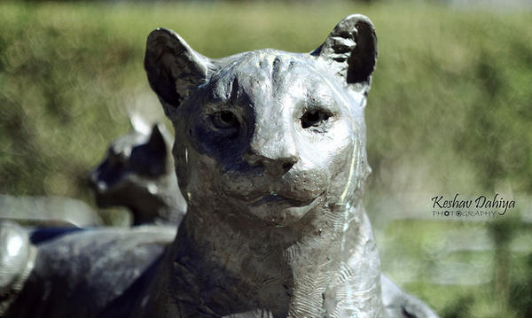 my_winners's tweet photo. Lake Poway Cat Sculpture via http://t.co/xNKMfx0E http://t.co/80M0YOgX