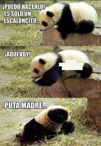 sofiavzla's tweet image. Jajajajajajajaja #IlovePandas