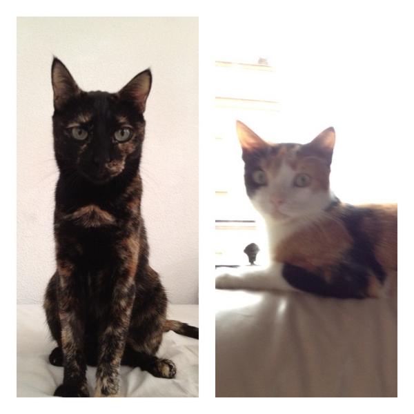 Kikomolinas's tweet photo. Buenos días! Esta noche las ganara no me an dejado dormir! #gatos http://t.co/EnB2CVUz