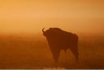 Les ballets amoureux commencent à la Réserve !
Découvrez la Côte d'Azur, côté sauvage ...
haut-thorenc.com/automne_le_tem…