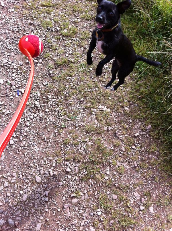 dorriedot's tweet photo. Look how high I can jump! http://t.co/lmzXrbu4