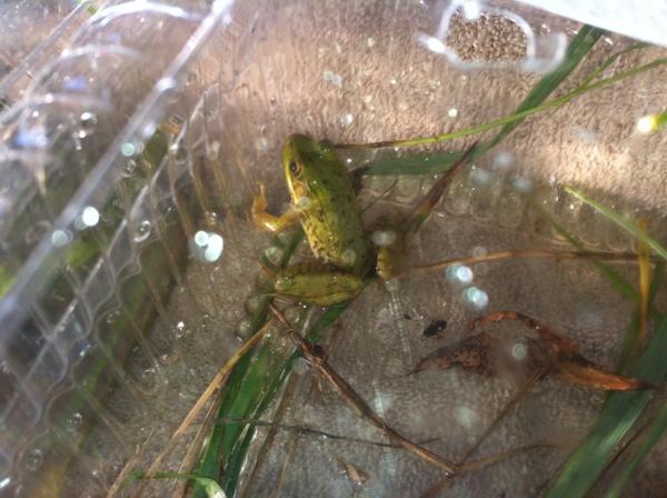 Qwiller's tweet image. Hopefully this lil&apos; guy can jump #ribbit #gauth