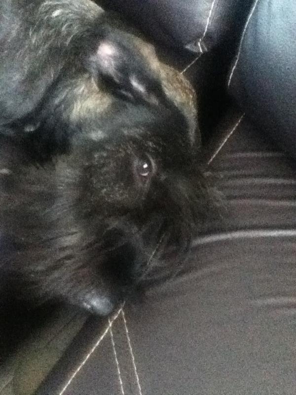 Realpischnauzer's tweet photo. ZZzZZz mñam mñam #schnauzergigante http://t.co/3w6SduzE