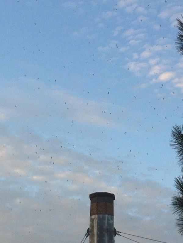 NicolaMac's tweet image. The swifts are forming #swiftwatch