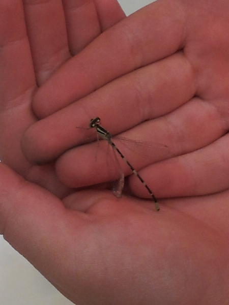 SeattleReefer's tweet photo. A dragonfly grew up in our aquarium and was flying around our apartment! :-) http://t.co/8UftDeJo