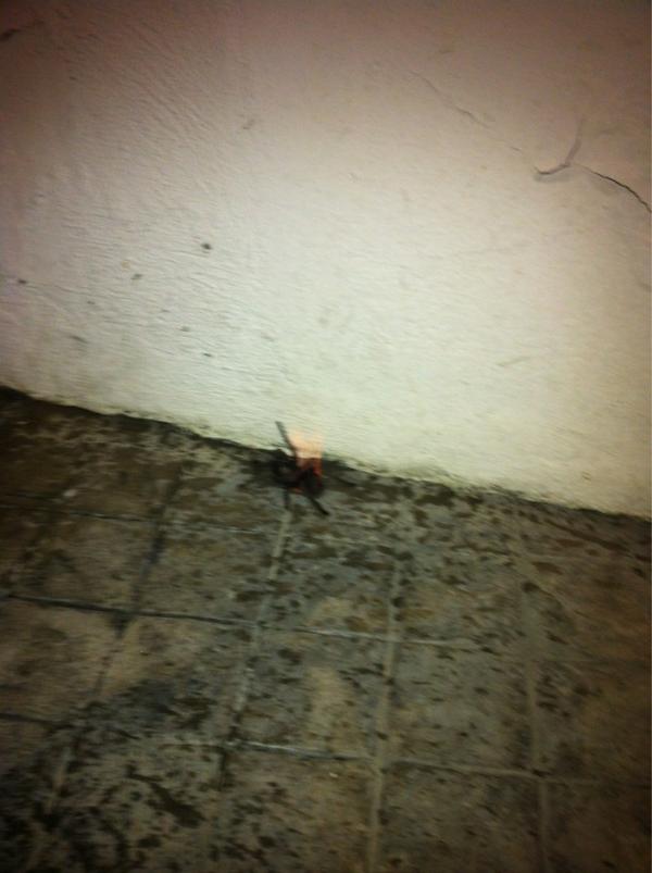 marinoadrian tweet picture