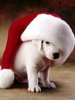 PChristmawan's tweet photo. http://t.co/Ng1huohS
