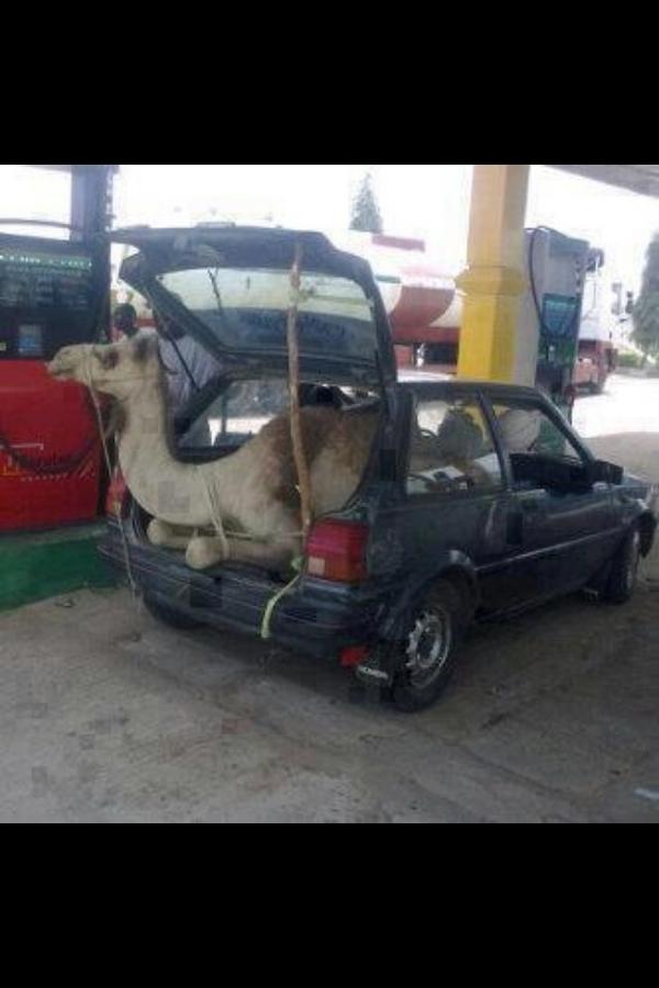 KetyBrazil's tweet image. Photo of the day! “@Bassem_Sabry: :D RT "@Jamalmorgan: My camel doesn't want to wear seat belt. #muslimrage http://t.co/vx5MNEg7"”