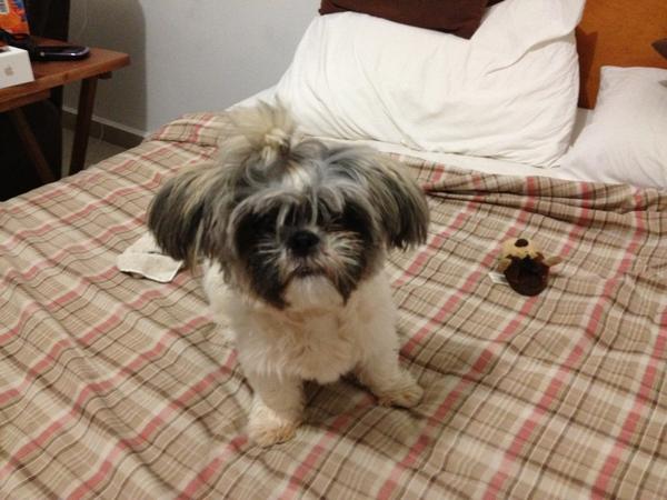 lolahg's tweet photo. Mira a mi peluquita!!!! @vicalderon_c http://t.co/FkoGv8wK