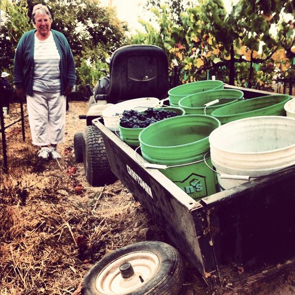 Vvineyard tweet picture