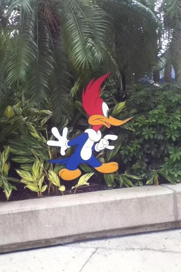 Woody The woodpecker Is very sneaky