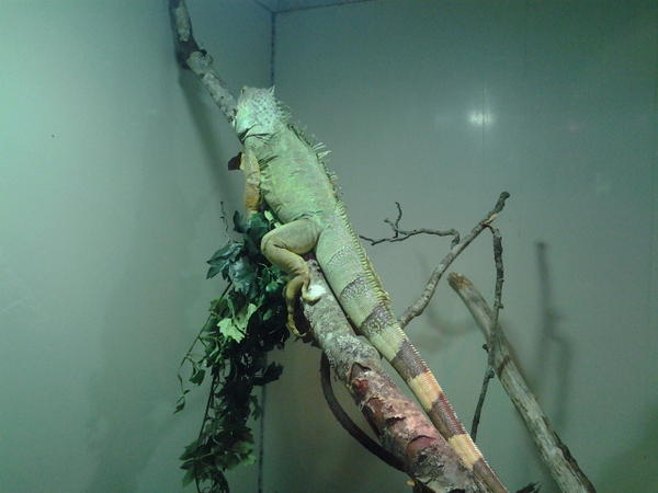 Dyrene er på plass og vi nærmer oss åpning av utstillingen.