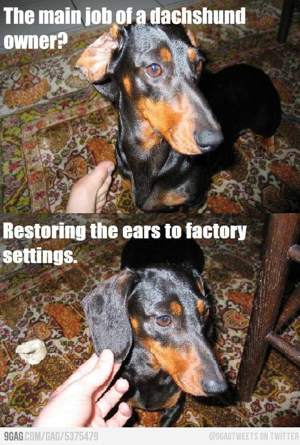 jrsyjmy's tweet image. #dachshund #restore #factorydefault