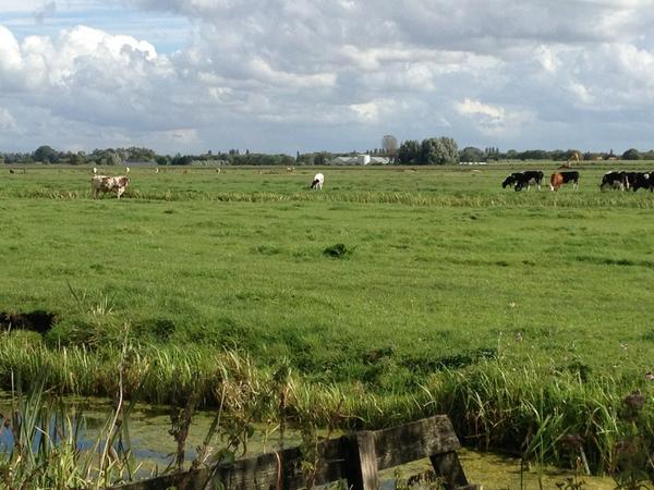 swansongherrie's tweet photo. @WedgeviewMusic 
Bully the bull kijkt verlekkerd naar alle mooie Wedgeview koeien. http://t.co/JEm7qu0k