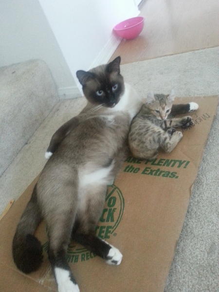 Charlie_Meows's tweet photo. Just kickin it with #Homegirl http://t.co/blIiZODn