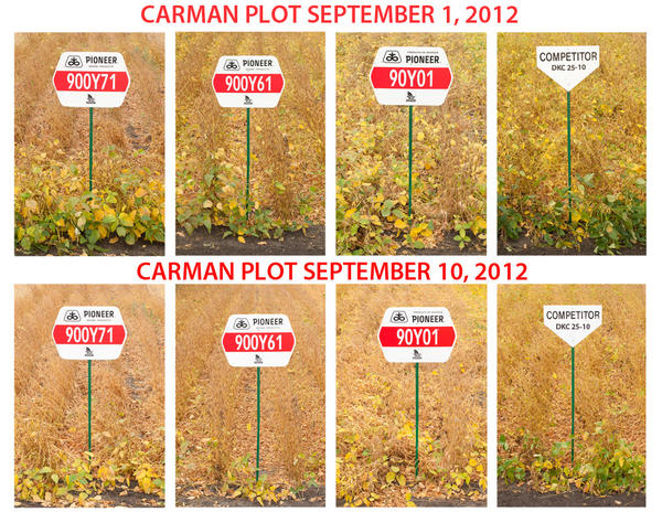 budmcknightseed's tweet image. Updated maturity picture of the DuPont #Pioneer Carman Manitoba #soybeanplot picture cred: Adam McKnight #westcdnag