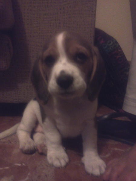 SandraGmez_'s tweet photo. Que me despierten para enseñarme esta cosa tan bonita..me encanta! Nuevo miembro en la familia! Bienvenida!!@aro84gp http://t.co/omIT6wwH