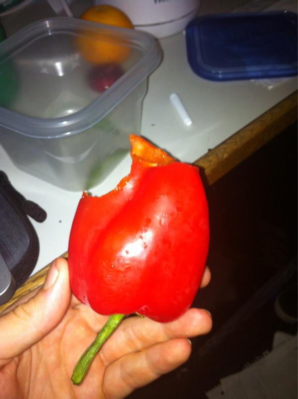 patmcgrath44's tweet image. Just eating a pepper like an apple @amandapalermo23 #resproblems