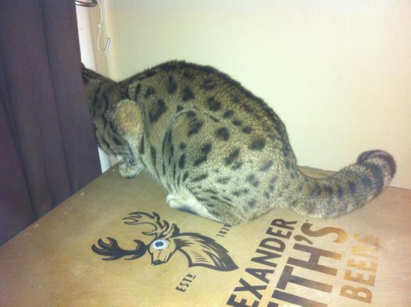 HalifaxLex's tweet image. Meow. #puffytail #catsoutside #fuckthatguy