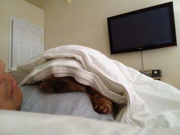 Lil bugger was cold this morning!! #teddi #coldmornings <a href="/glompilicious/">Jo</a>