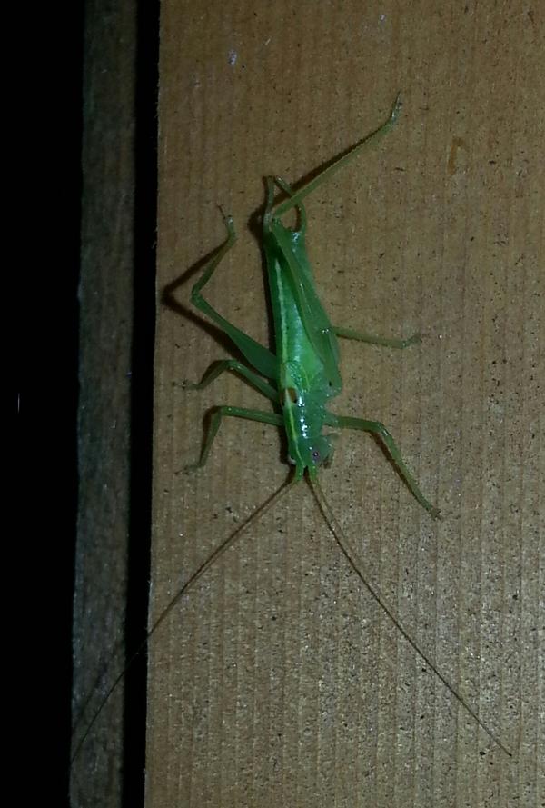 SebDMPerry's tweet image. Bugs life