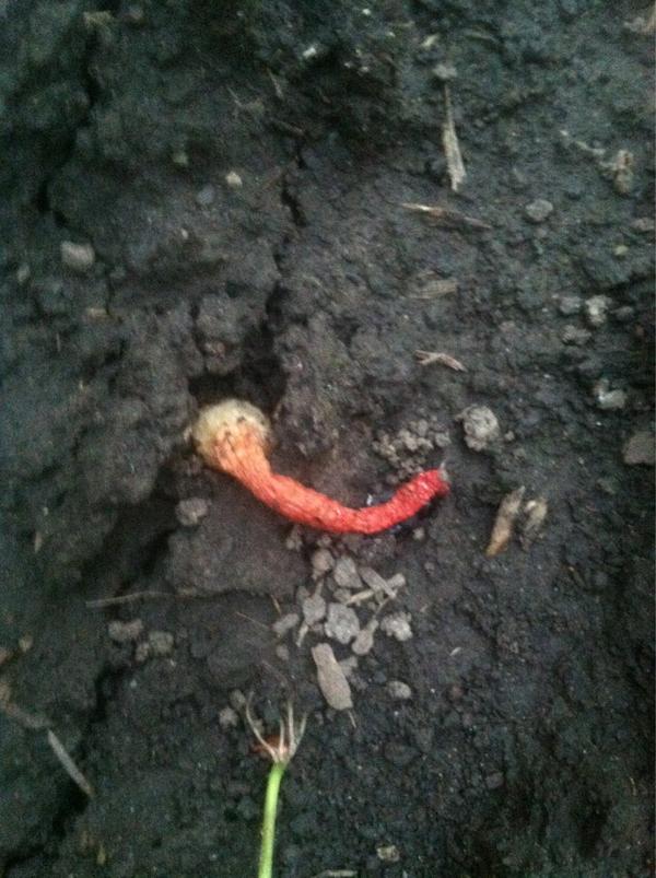 SaathoffNick's tweet photo. Weird  mushroom growing in between corn rows. Aka stinkhorn mushroom. http://t.co/mhMfq6Gt