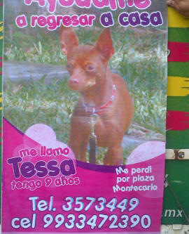 Ayudanos a encontrarla , se perdio x Plaza Montecarlo , se llama Tessa .