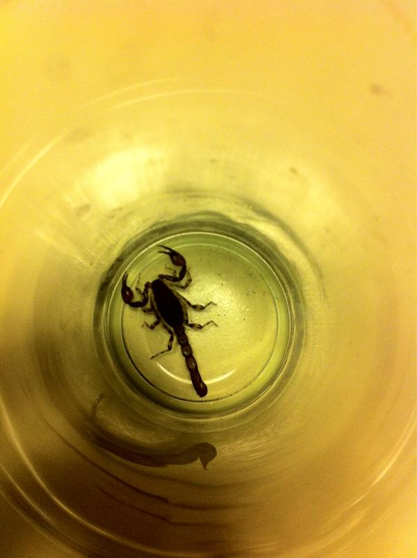 koque's tweet image. Alacrán o escorpión?? :0