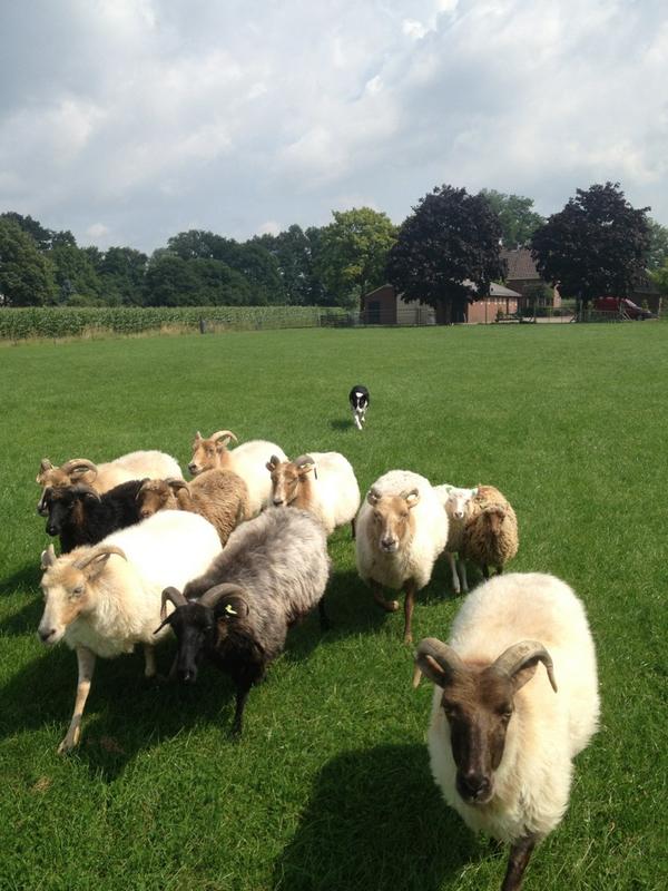 ITrijp's tweet photo. Flin ah drijven, 11 schapen! :) http://t.co/kMlj3ZXp