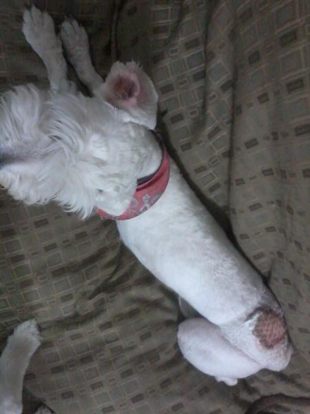 Rifaje's tweet photo. Un perro en el parque  NOMNOM a pinky :'( http://t.co/gaMCLV2H