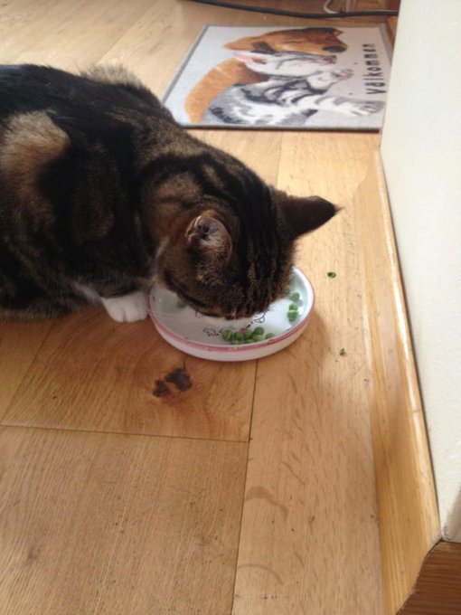 a sick cat who eats peas instead of food. http://t.co/6ZC4E5UW<a href="/tag/songpop"class="tags"><span>#songpop</span></a>