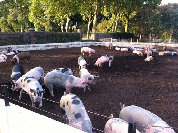 pietervanderuit's tweet photo. Mooie beestjes RT @LivarVarken: Wroetend, scharrelend en knorrend op een heerlijke nazomeravond. #livar http://t.co/AFfUQx7s