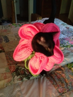 RedHeartYarns's tweet image. @mahofacre Well... depends on the cat, mine wasn't what I would call thrilled...