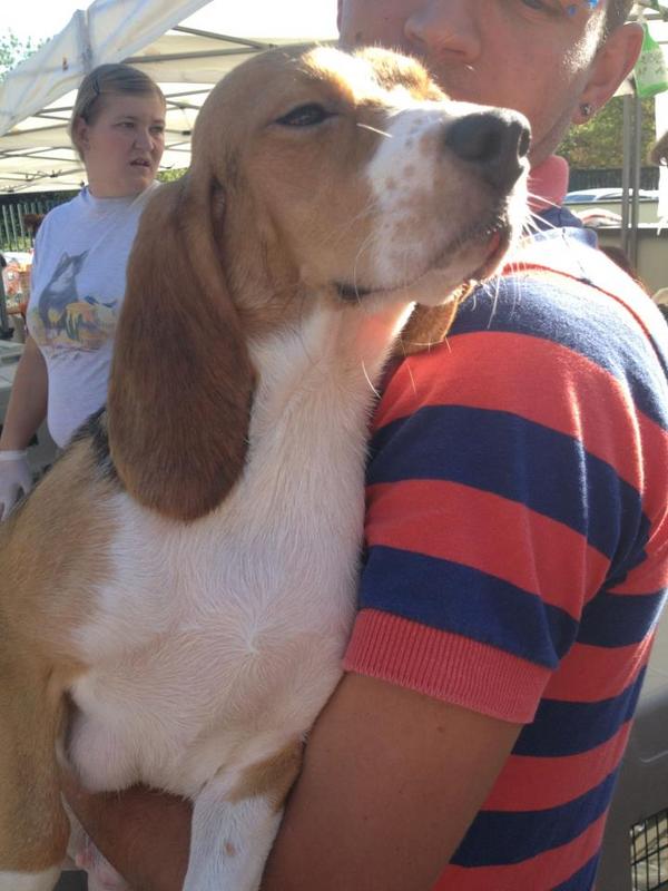 CloseDownHarlan's tweet photo. Victoria - the last beagle to leave #greenhill 2500 empty cages in hell on earth. http://t.co/UN2gKldq http://t.co/2CArcd0G