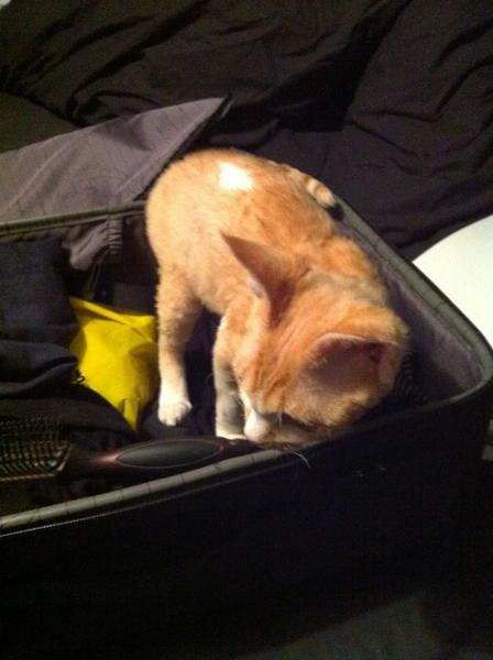 Sarah Robson tweet media