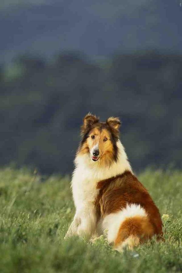 RoughCollies_ tweet media