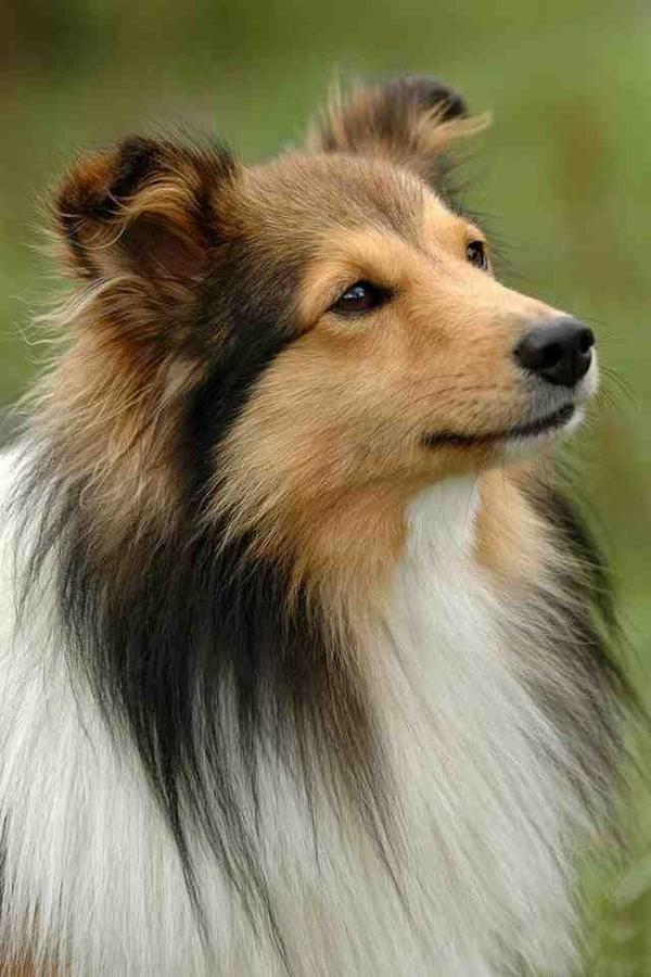 RoughCollies_ tweet media