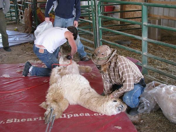 Alpacasprobs101's tweet photo. Yeah it's not a fun as you think #ouch #itcanstopnow #alpacaprobs http://t.co/eLF0mugj