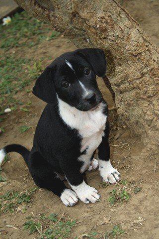 Kandang Anjing Gambar Anjing Kintamani Bali