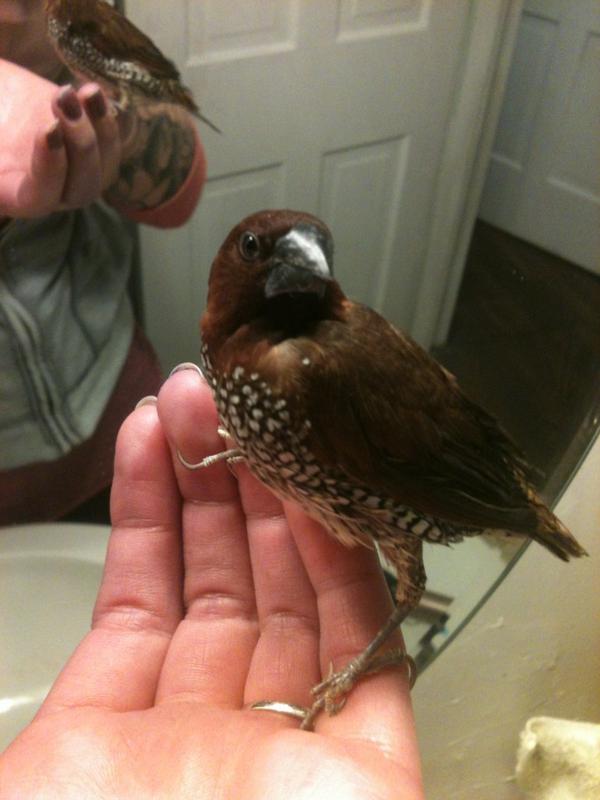HoneyPie_pbt's tweet image. This is Bertrum! #petfinch #finch #spicefinch